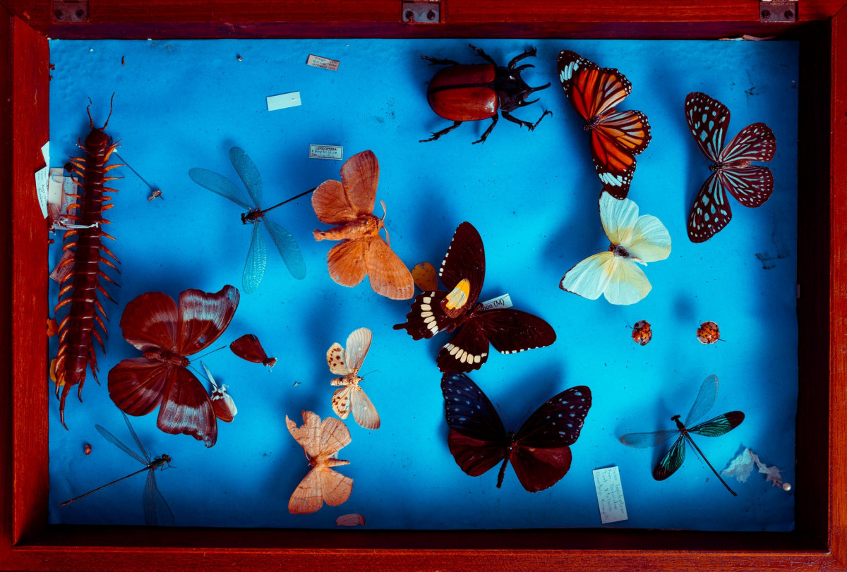 multicolored butterflies taxidermy