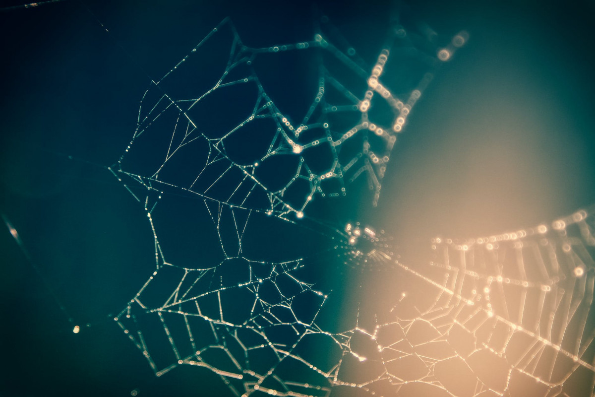 close up photography of spider web