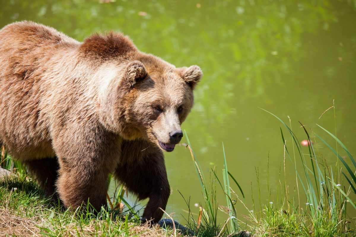 grizzly bear walking beside pond